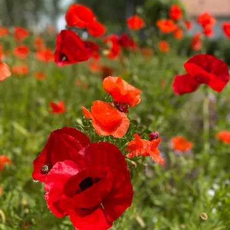 Boutique Het Bloemenhof 3* Μπριζ